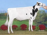 Res Kamp Oud, Hemrik Holstein Queen Girl, V. Kingboy, Mts YJ + JG de Haan-de Vries, Hemrik